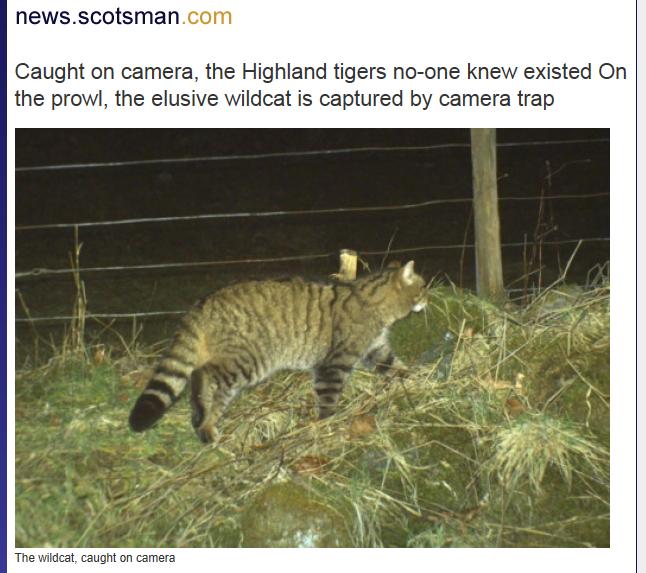 スコットランド山猫