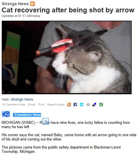 矢が刺さった猫