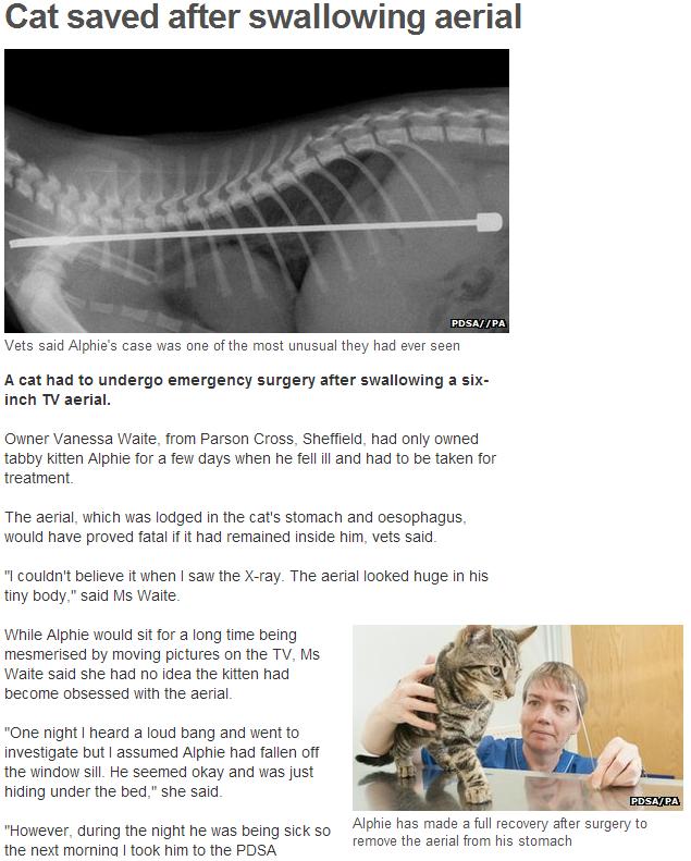子猫のレントゲン写真と回復後の子猫