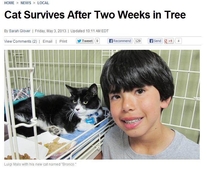 木の上から救助されたサッカーチームのマスコット猫